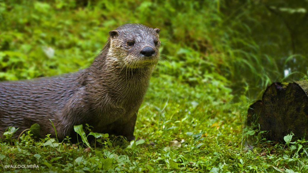 Lontra Europeia