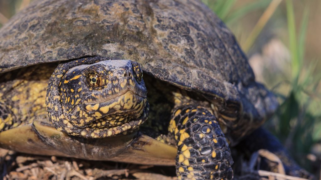 Emys orbicularis