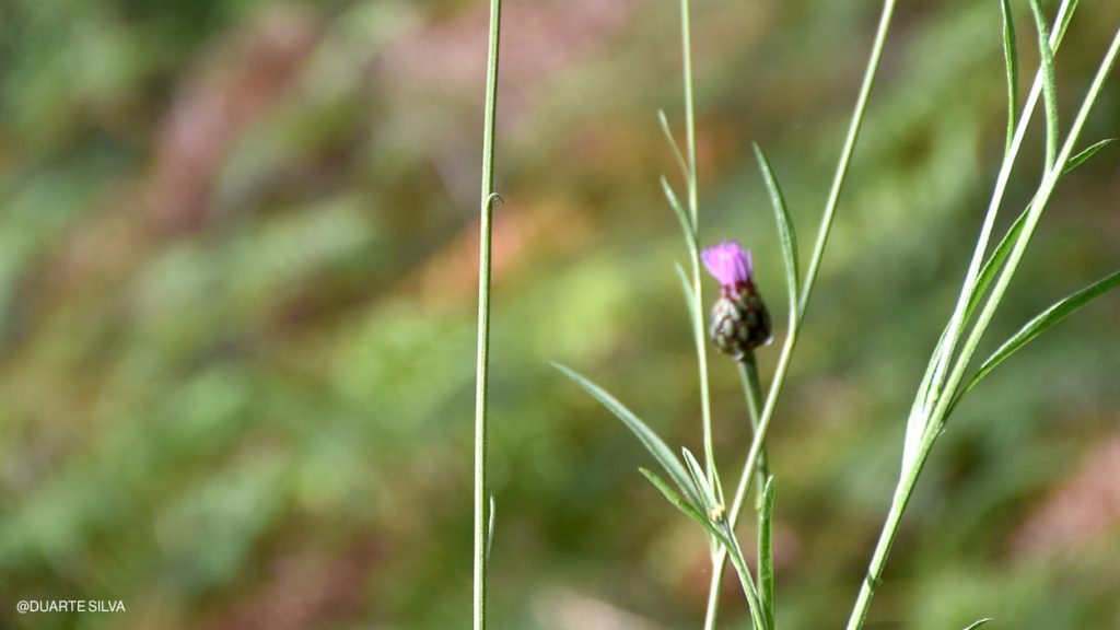 Cheirolophus_uliginosus Cheirolophus_uliginosus