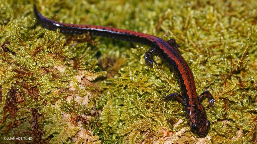 Salamandra