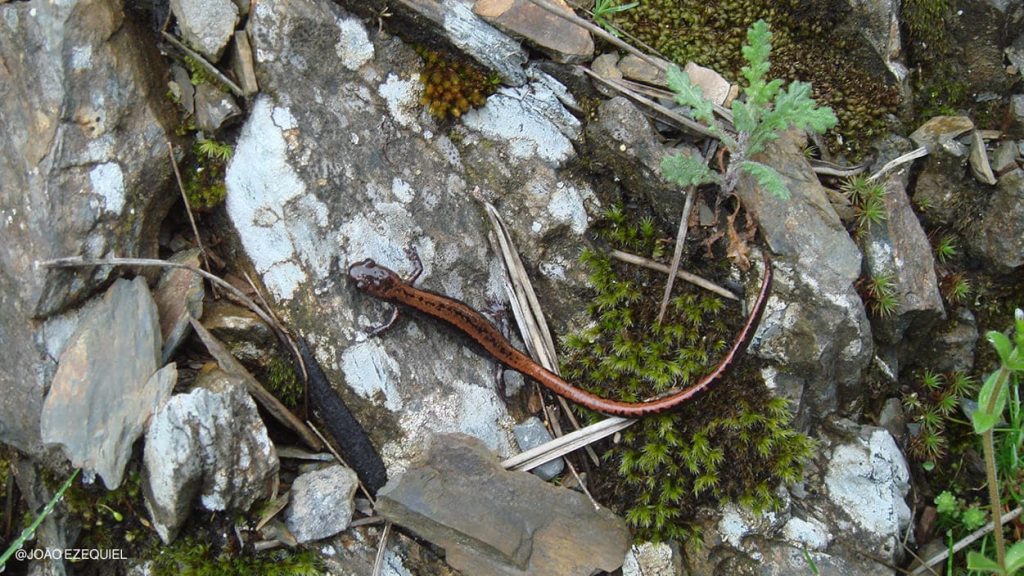 Salamandra Lusitanica