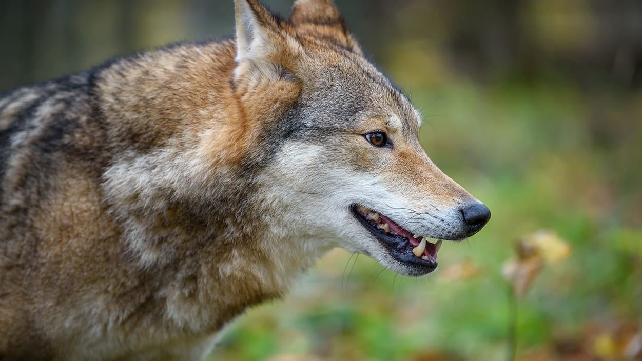 taxonomia-lobo
