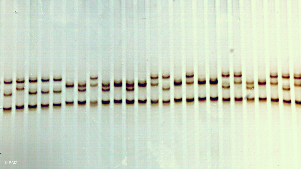 Taxonomia