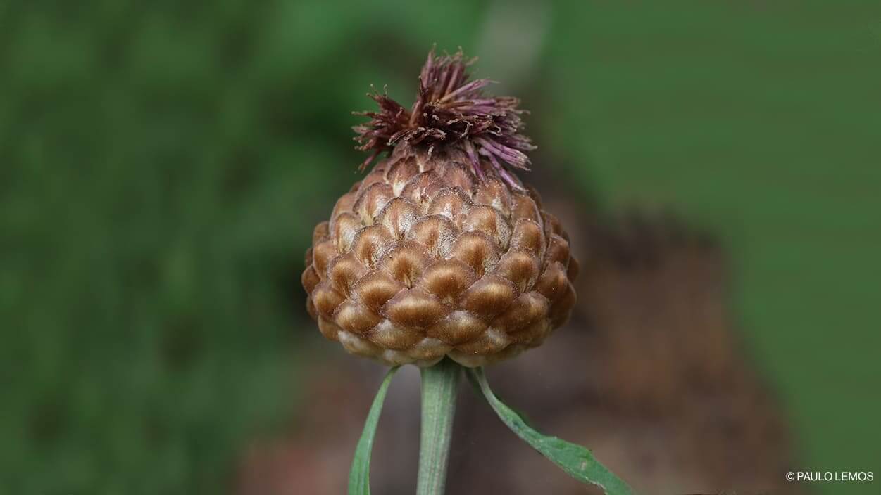 Rhaponticum exaltatum Rhaponticum exaltatum