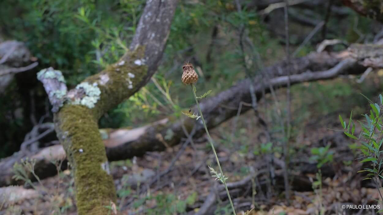 Rhaponticum exaltatum Rhaponticum exaltatum