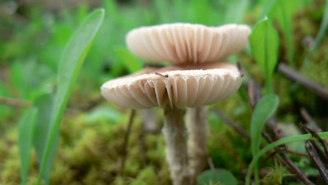 Fungos Fungos