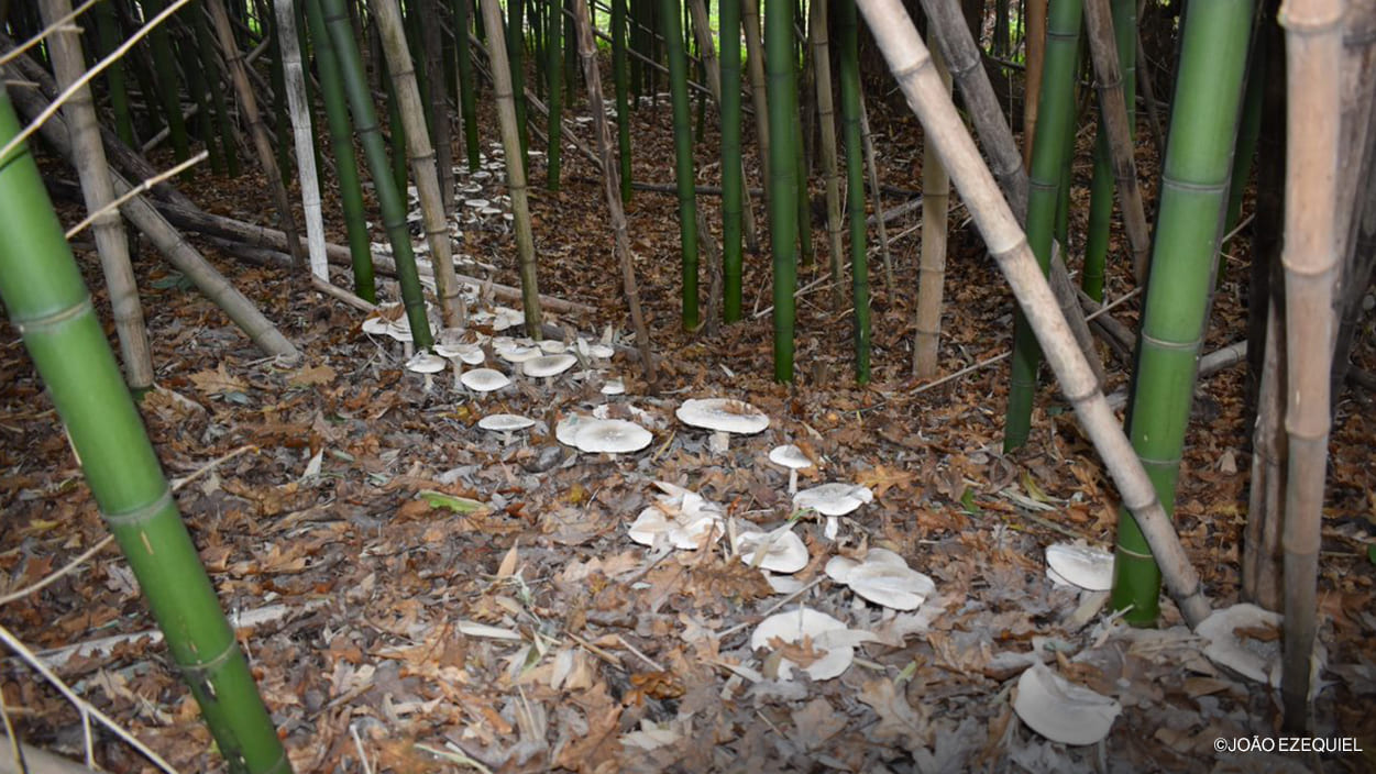 Imagem-interior-cogumelos_1 Imagem-interior-cogumelos_1