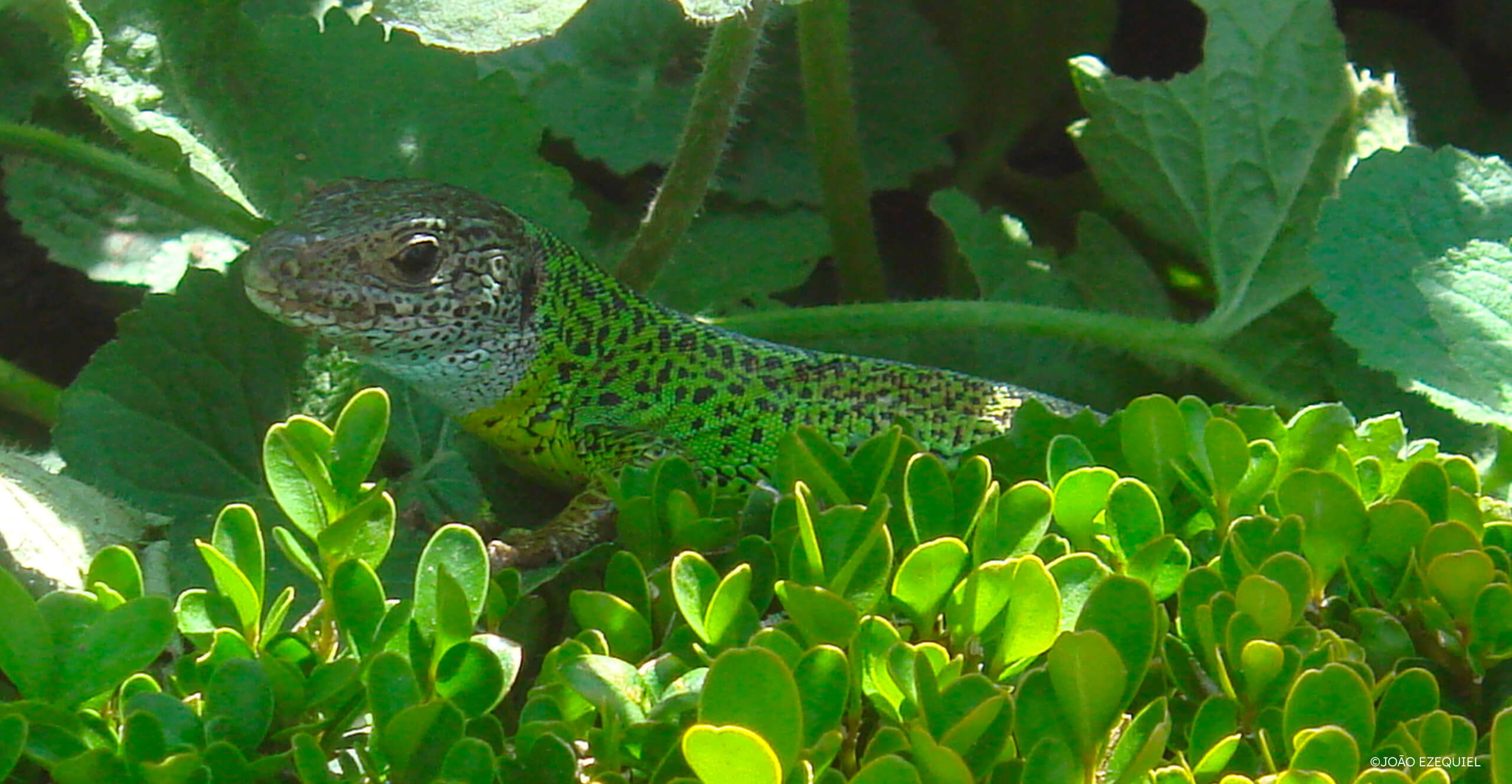 Lagarto-site-1