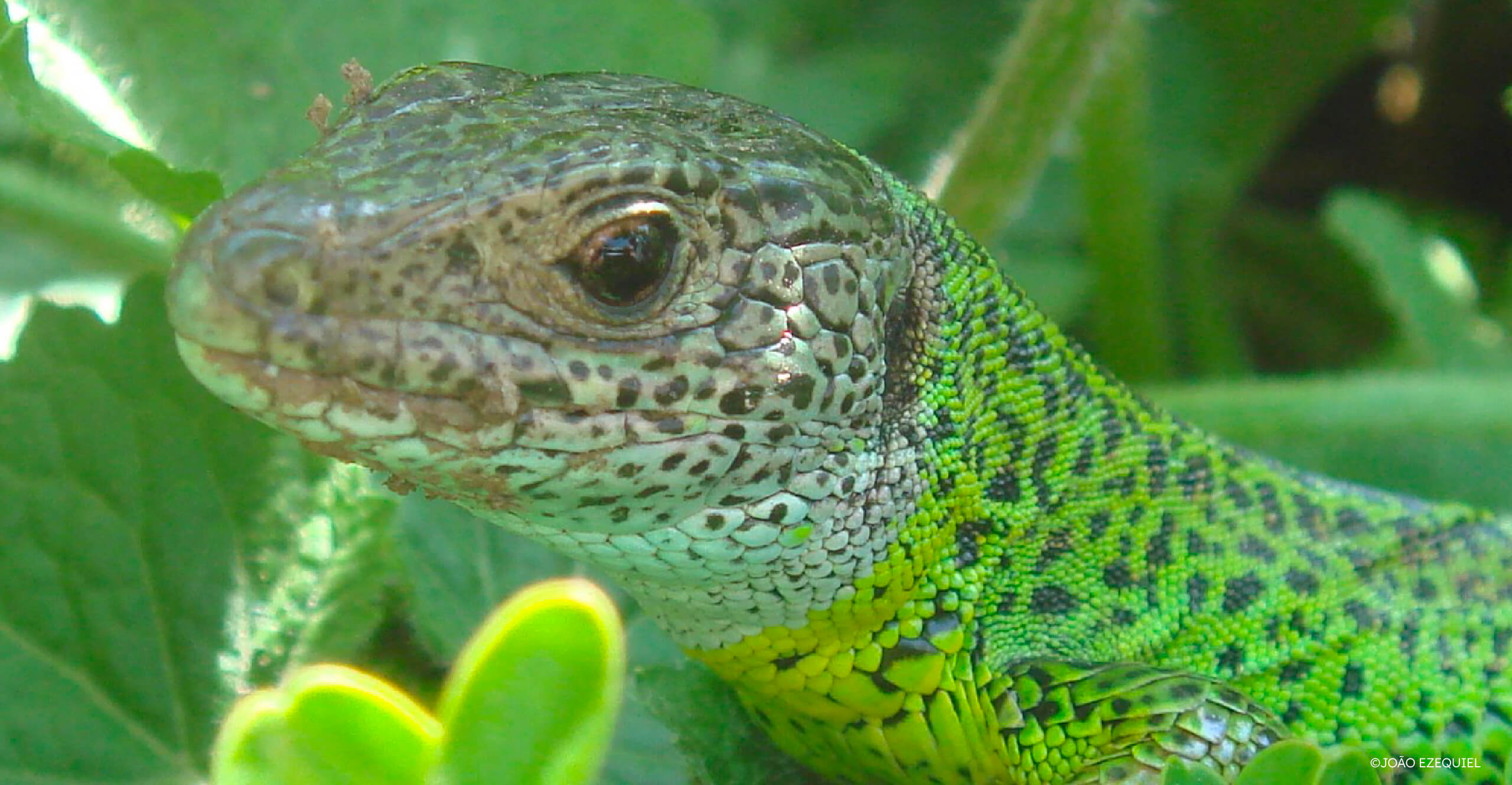 Lagarto-site-2