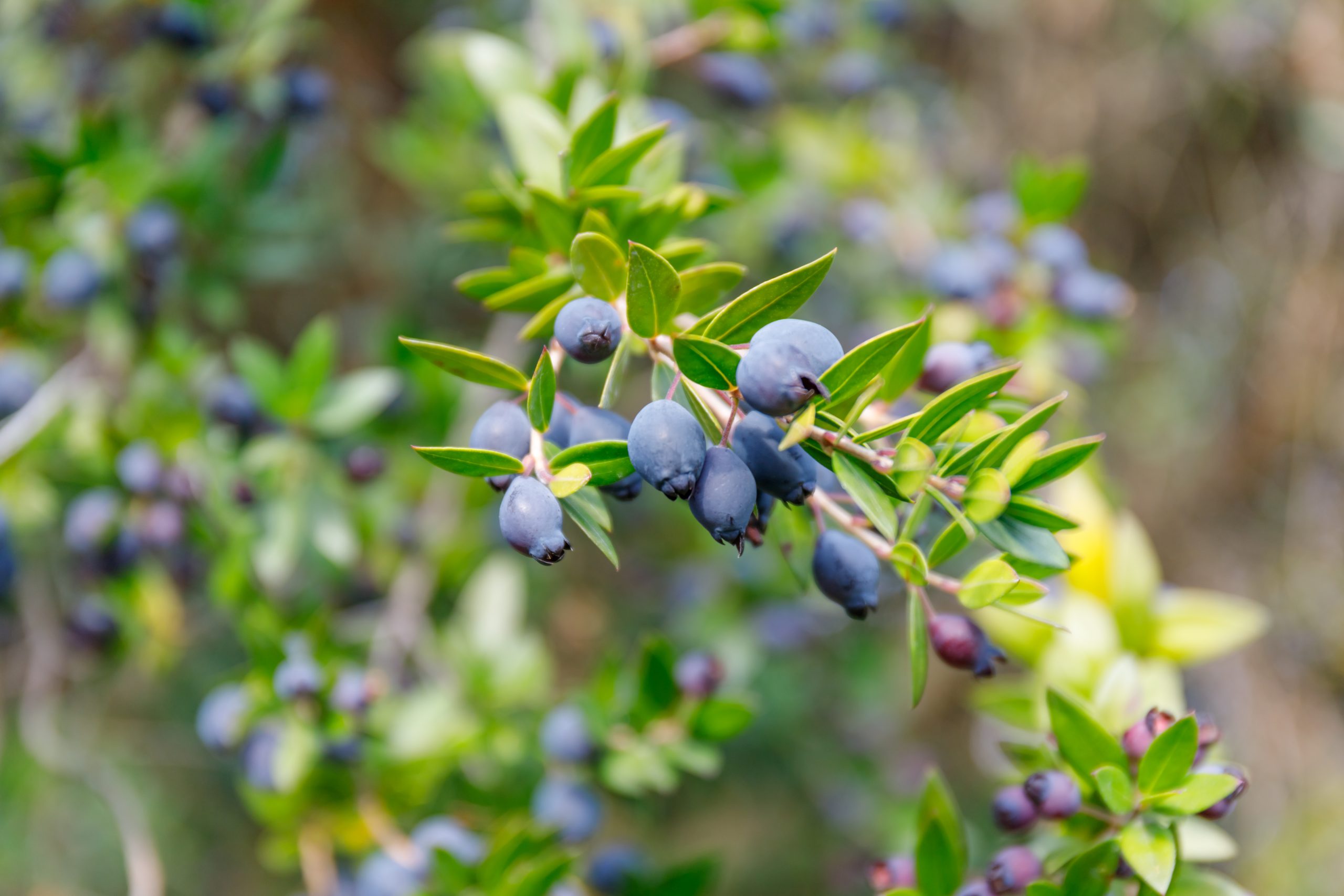 Myrtus,Communis,(,Common,Myrtle,),Tree,With,Green,Leaves