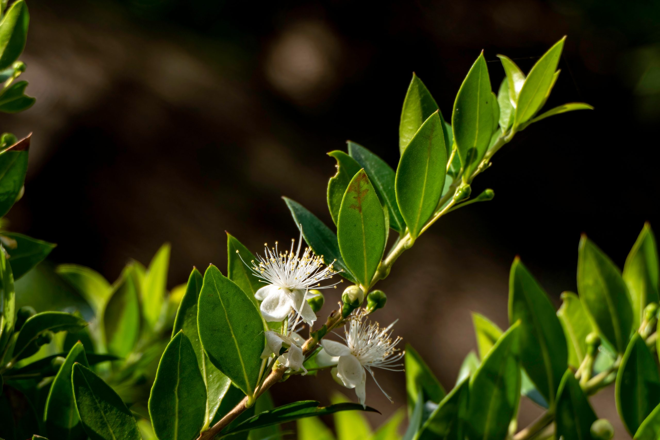 Delicate,White,Myrtle,Flowers,Close-up.,Selective,Focus.,Myrtus,Communis