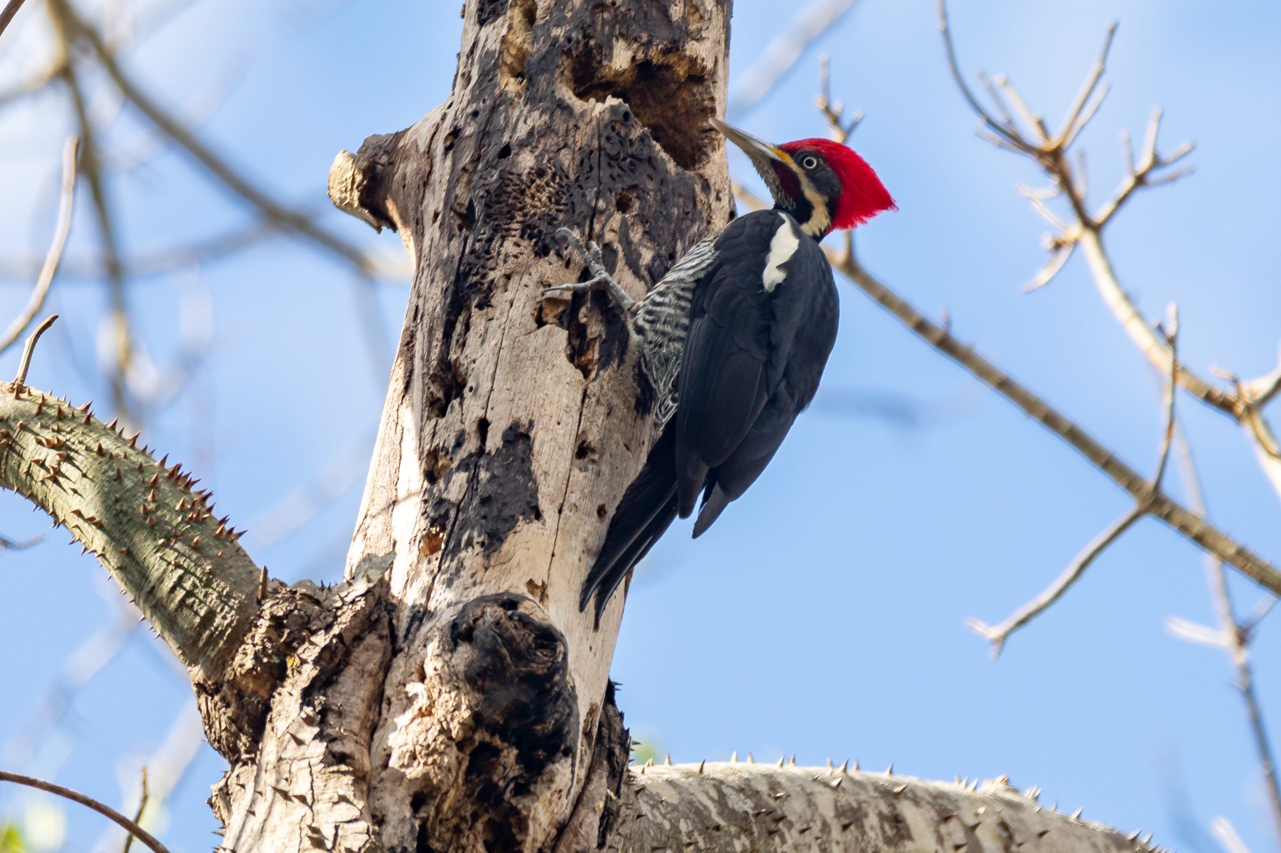 Male,Lineated,Woodpecker,On,The,Trunk,,Looking,For,A,Meal