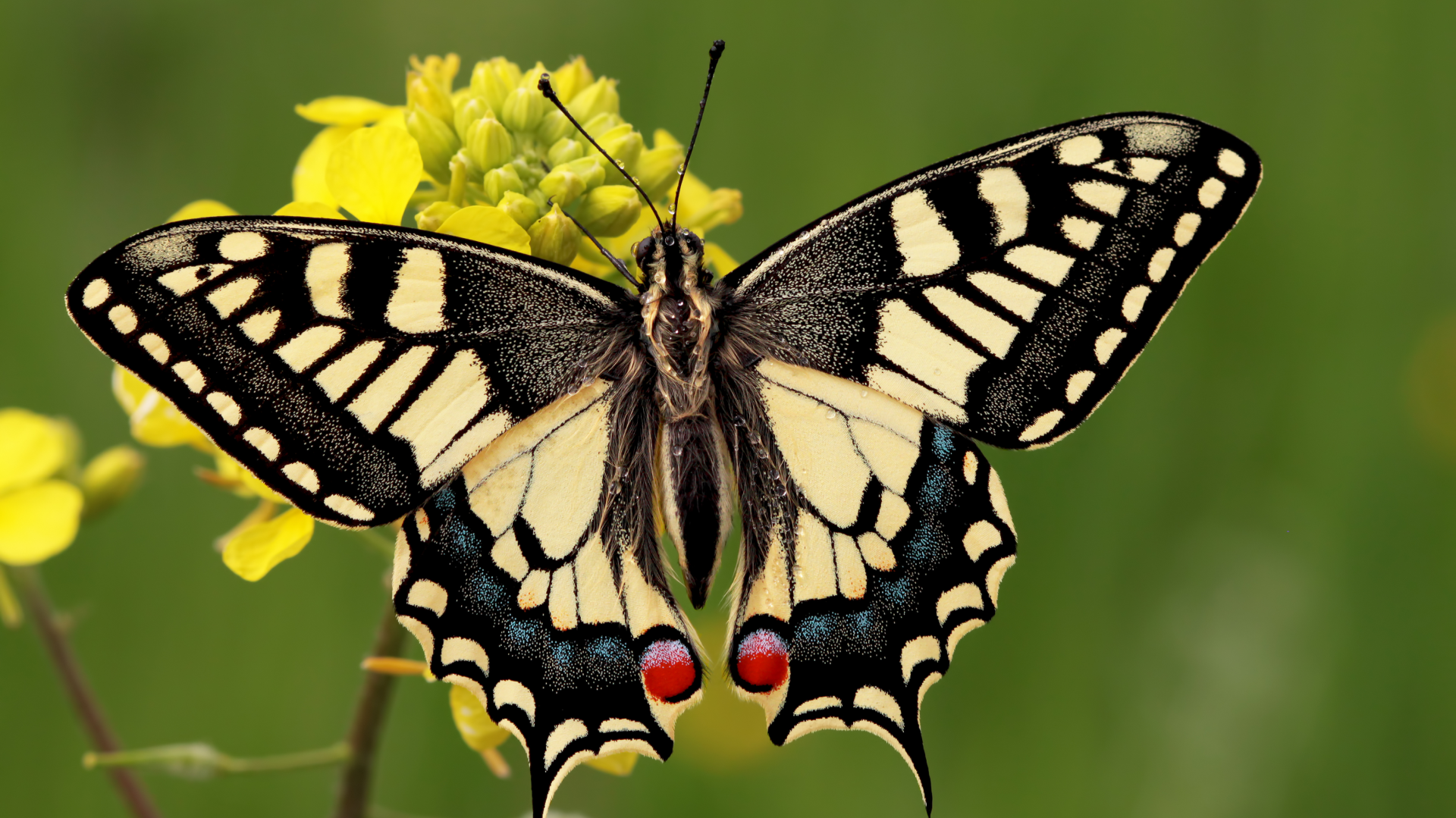 BIOgaleria - Borboleta cauda-de-andorinha- 1920x1079px - 03