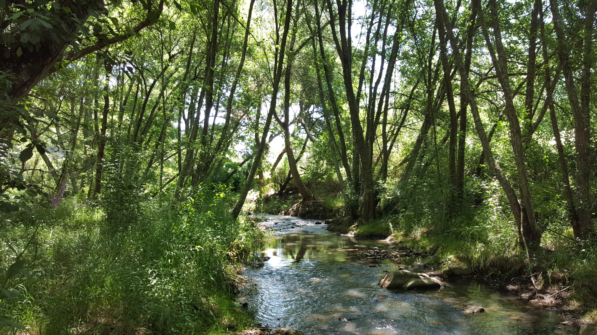 180725BIOhistória - Natureza pode prever o futuro - 1920x1079px - 6 Ribeira em floresta densa exemplo de paisagem natural observada nas práticas ancestrais de hidromancia para prever o futuro.