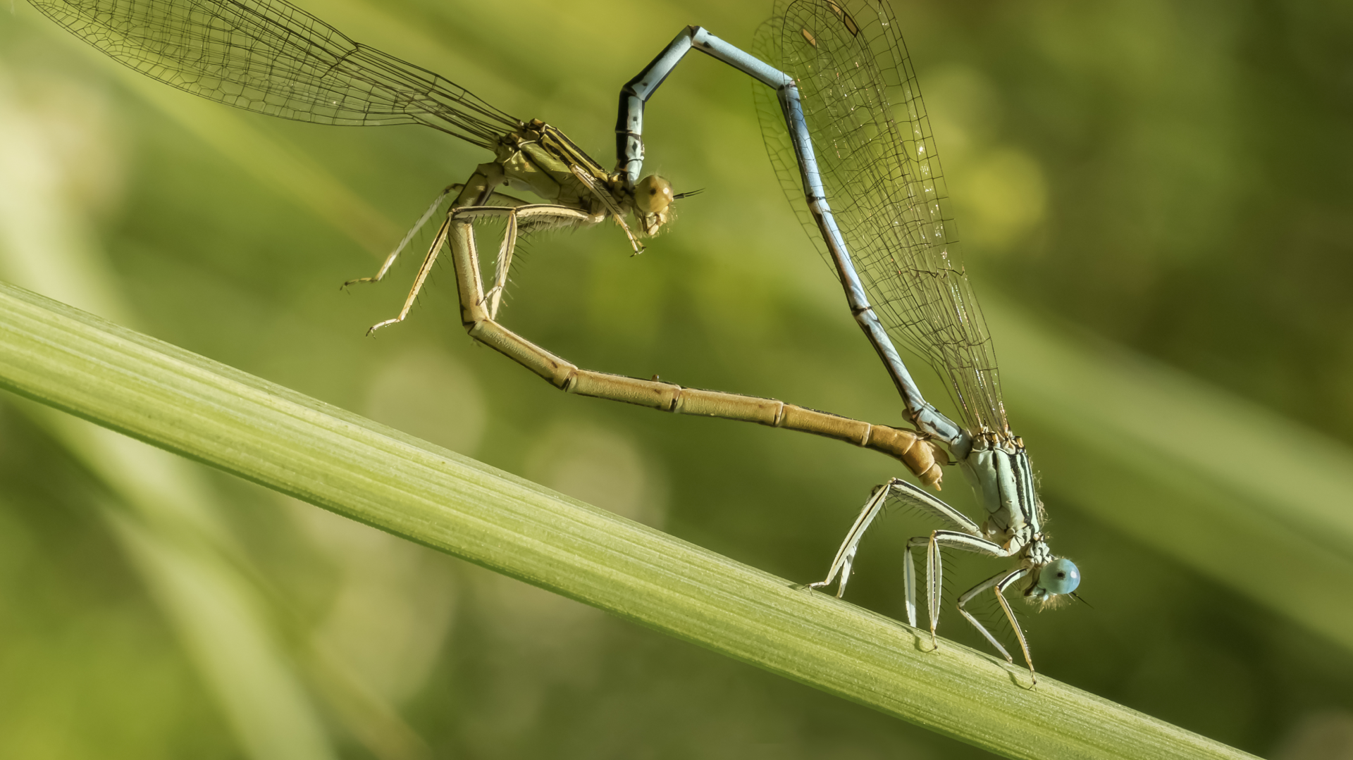 230725BIOhistria_-_liblulas-_1920x1079px-1