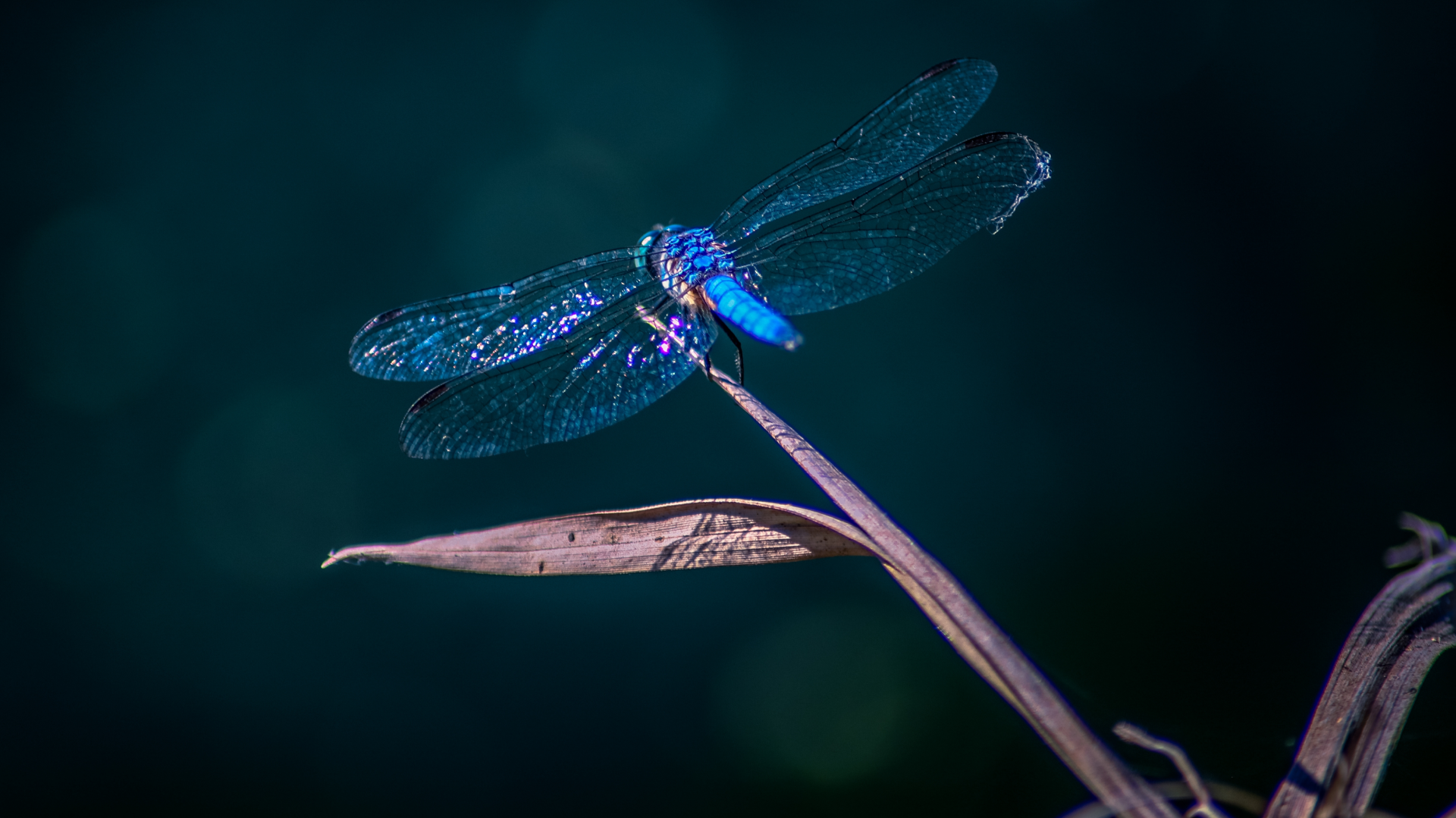230725BIOhistria_-_liblulas_-__1920x1079px-1
