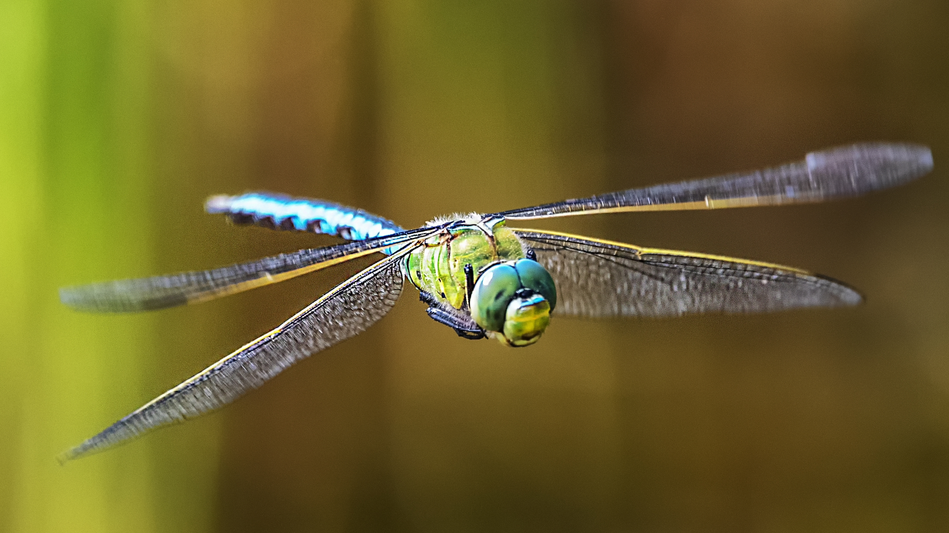 230725BIOhistria_-_liblulas_-__1920x1079px Libélula em pleno voo símbolo da biodiversidade dos habitats aquáticos e indicador da qualidade ecológica.