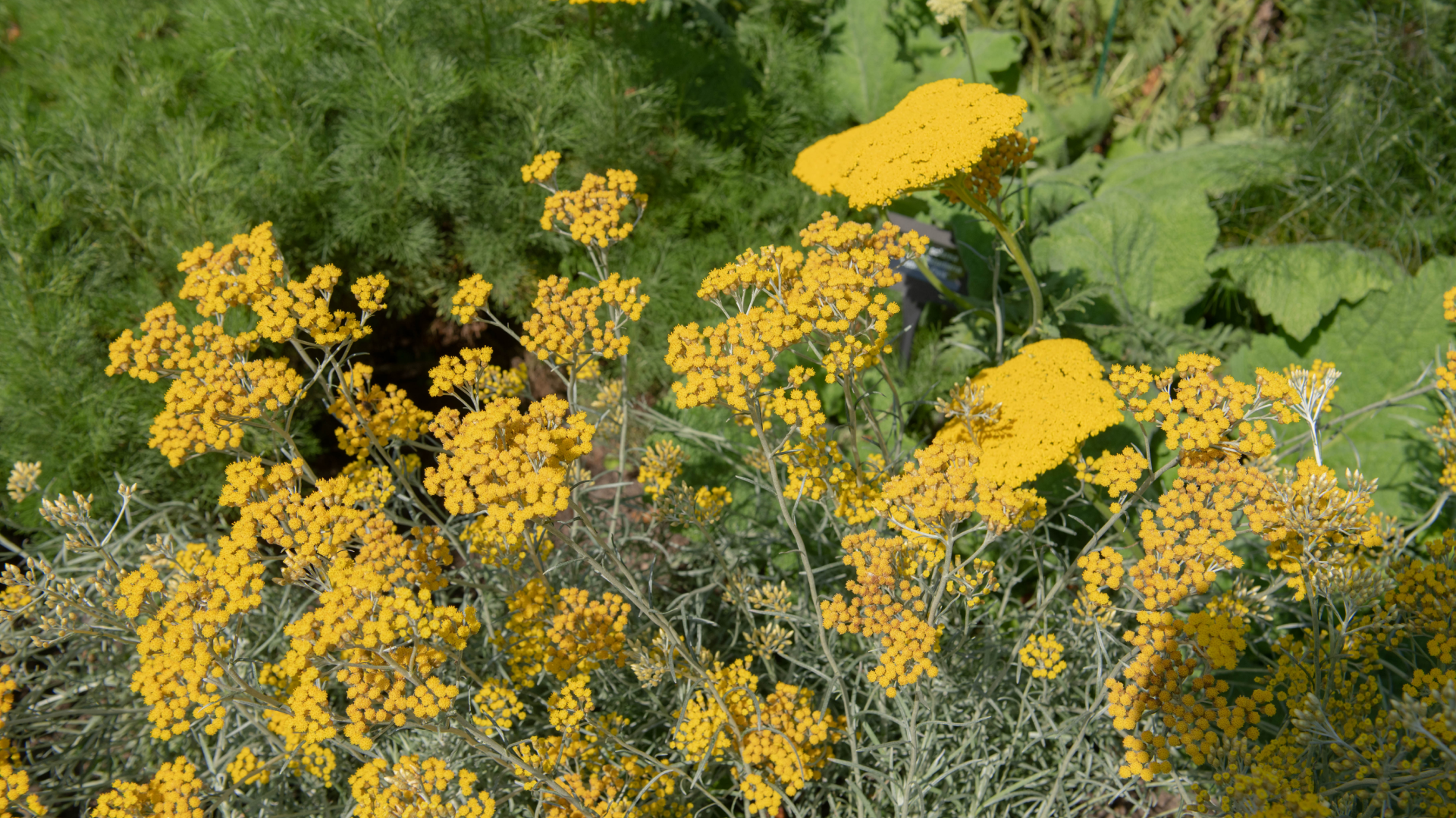 08 - Biogaleria - Perpétua-das-areias - 1920x1079_2 Perpétua-das-areias em floração num habitat natural, com as suas pequenas flores amarelas intensas a destacarem-se entre a vegetação densa.