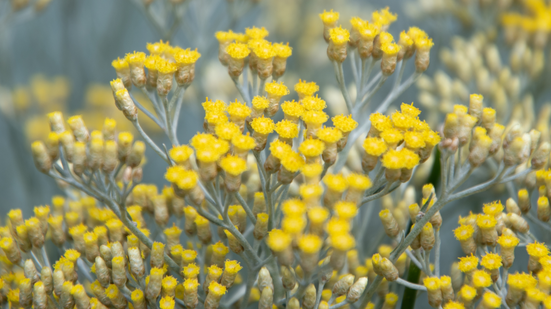 08 - Biogaleria - Perpétua-das-areias - 1920x1079_3 Close-up das flores amarelas vibrantes da perpétua-das-areias (Helichrysum stoechas), em plena floração, com destaque para os detalhes das pétalas e estrutura das inflorescências.