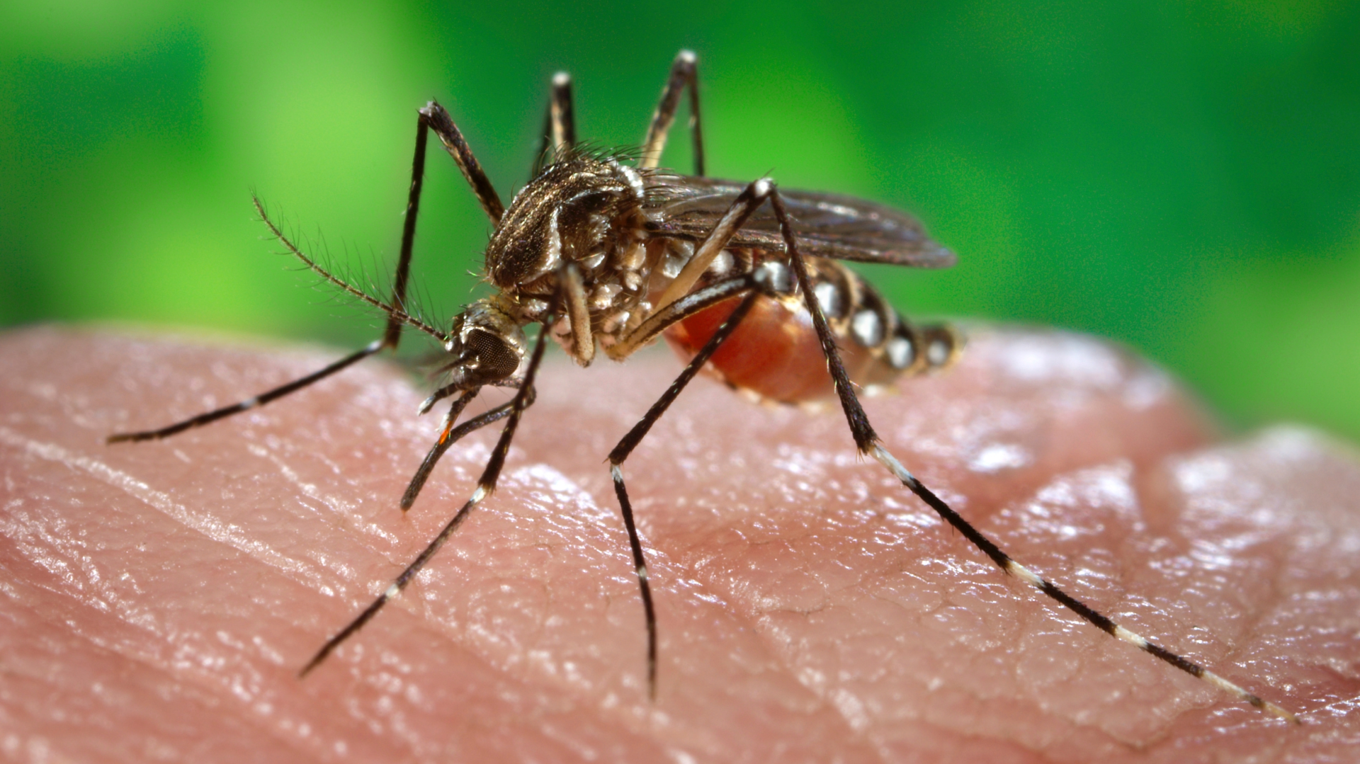 BIOgaleria - Verão sem picadas - mosquito - 1920x1079px - 2