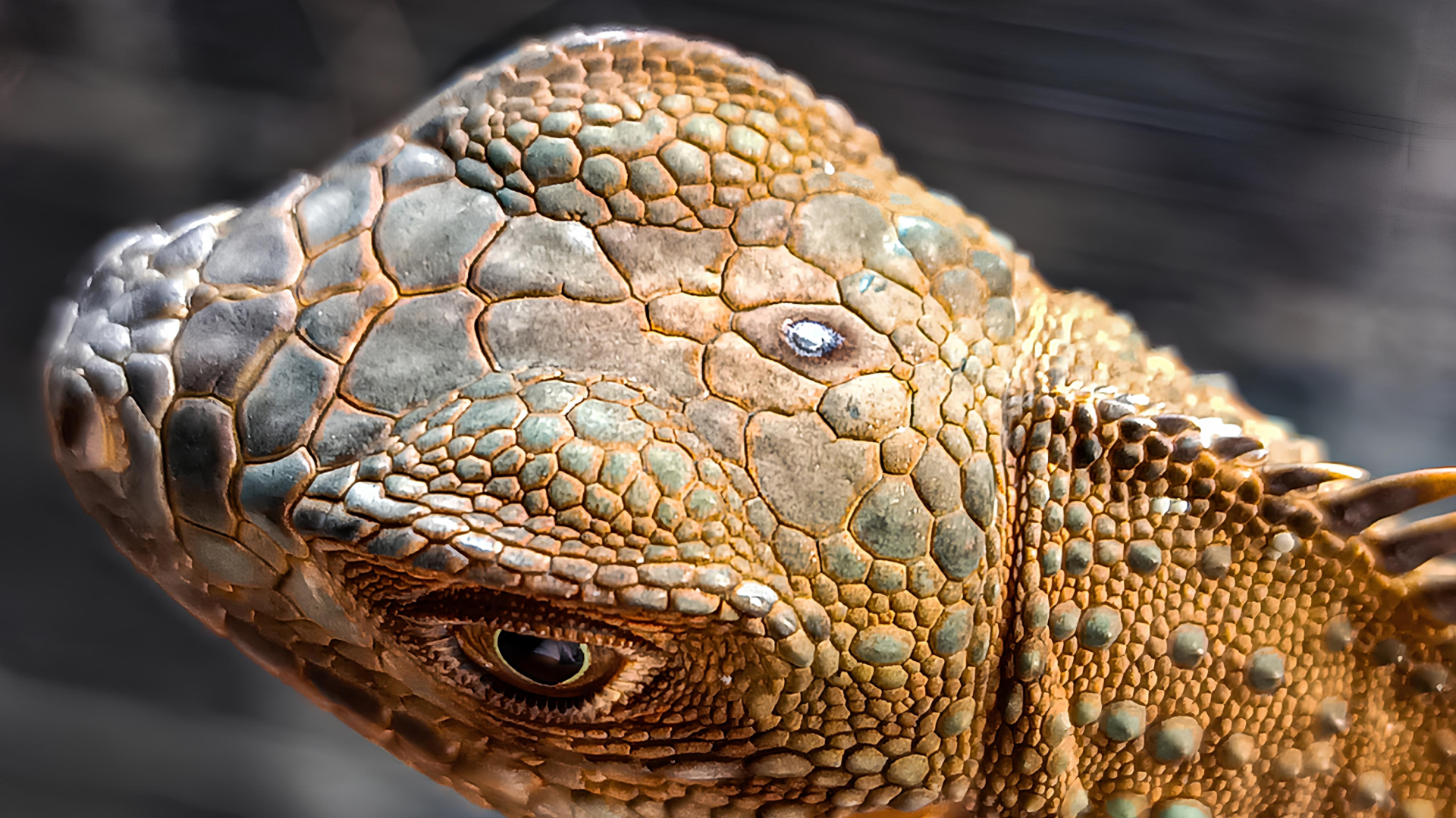 03- BIOhistória - Peixes fossilizados - 1920x1079px_02