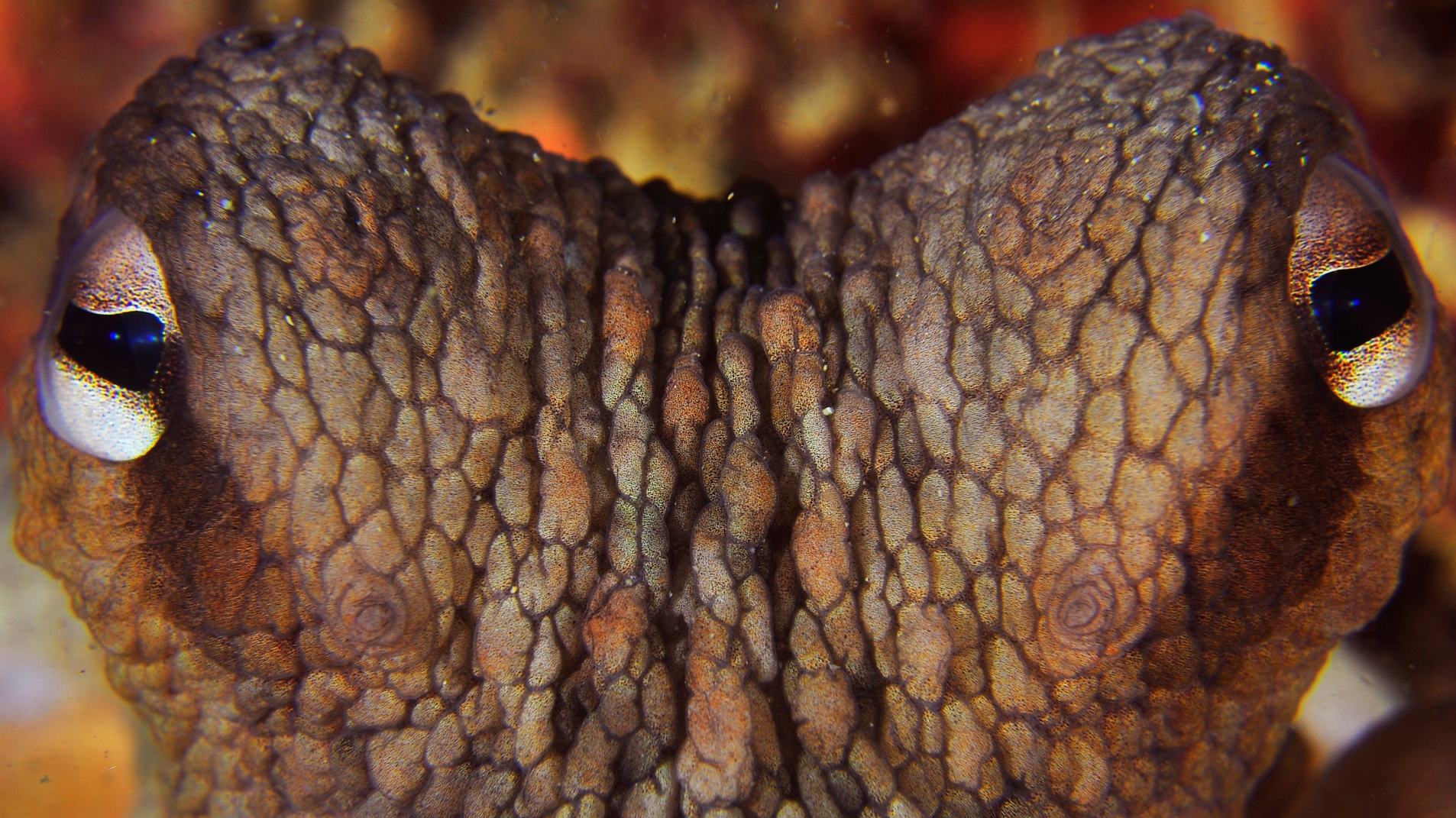 03- BIOhistória - Peixes fossilizados - 1920x1079px_03