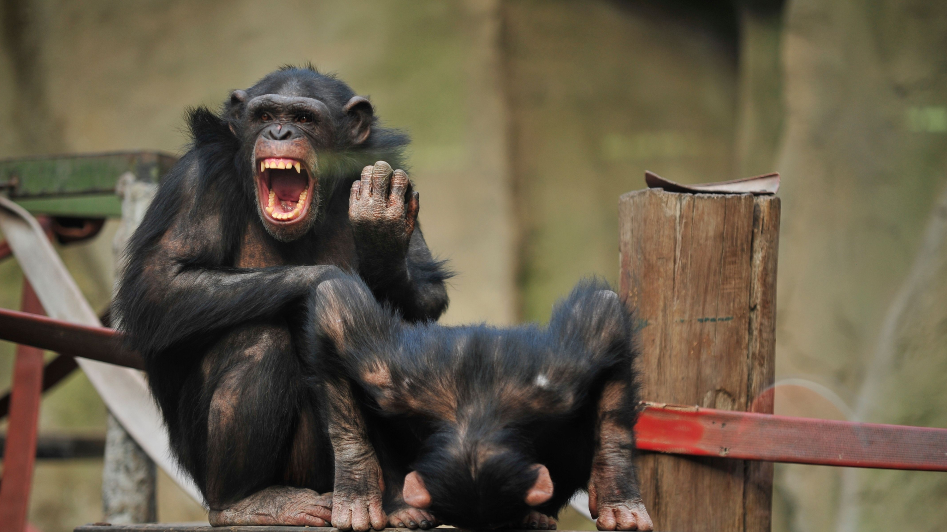 05_-_Bullying Animal_1920x1079px_03