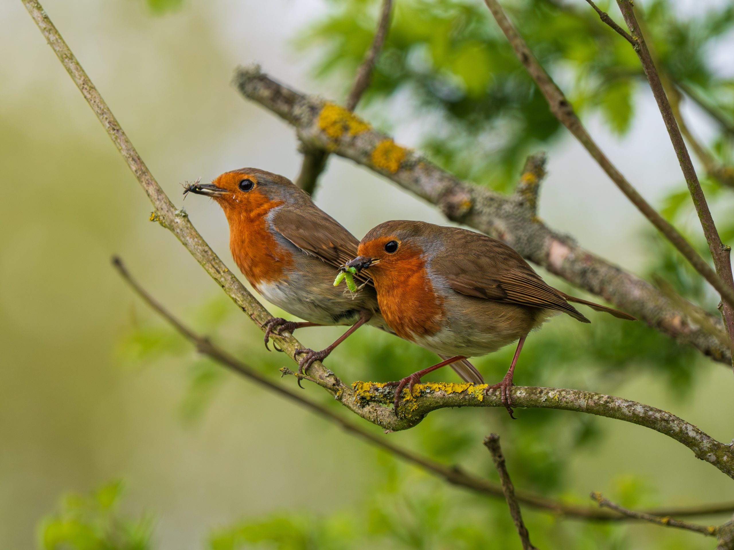 Two,Robins,With,A,Beak,Full,Of,Worms,And,Insects