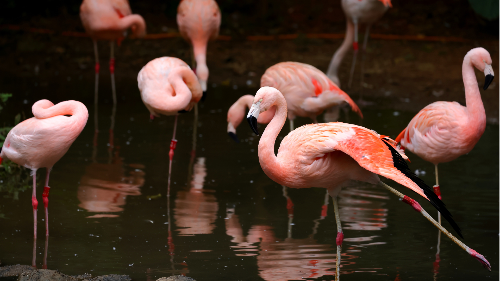 06 - ARTIGO - BIOgaleria - Flamingo-rosado - 1920x1079px_02
