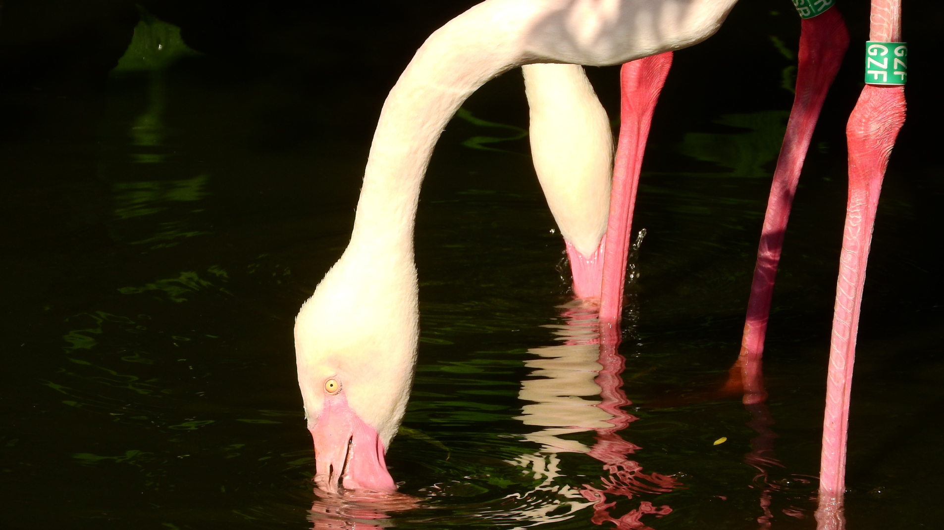 06 - ARTIGO - BIOgaleria - Flamingo-rosado - 1920x1079px_03