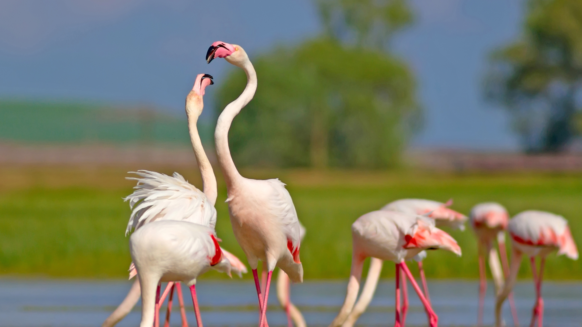 06 - ARTIGO - BIOgaleria - Flamingo-rosado - 1920x1079px_04
