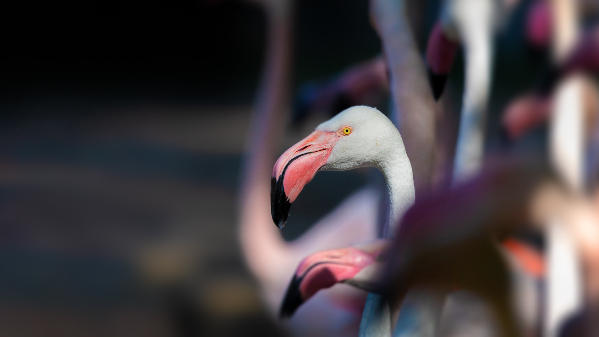 06 - ARTIGO - BIOgaleria - Flamingo-rosado - 1920x1079px_05