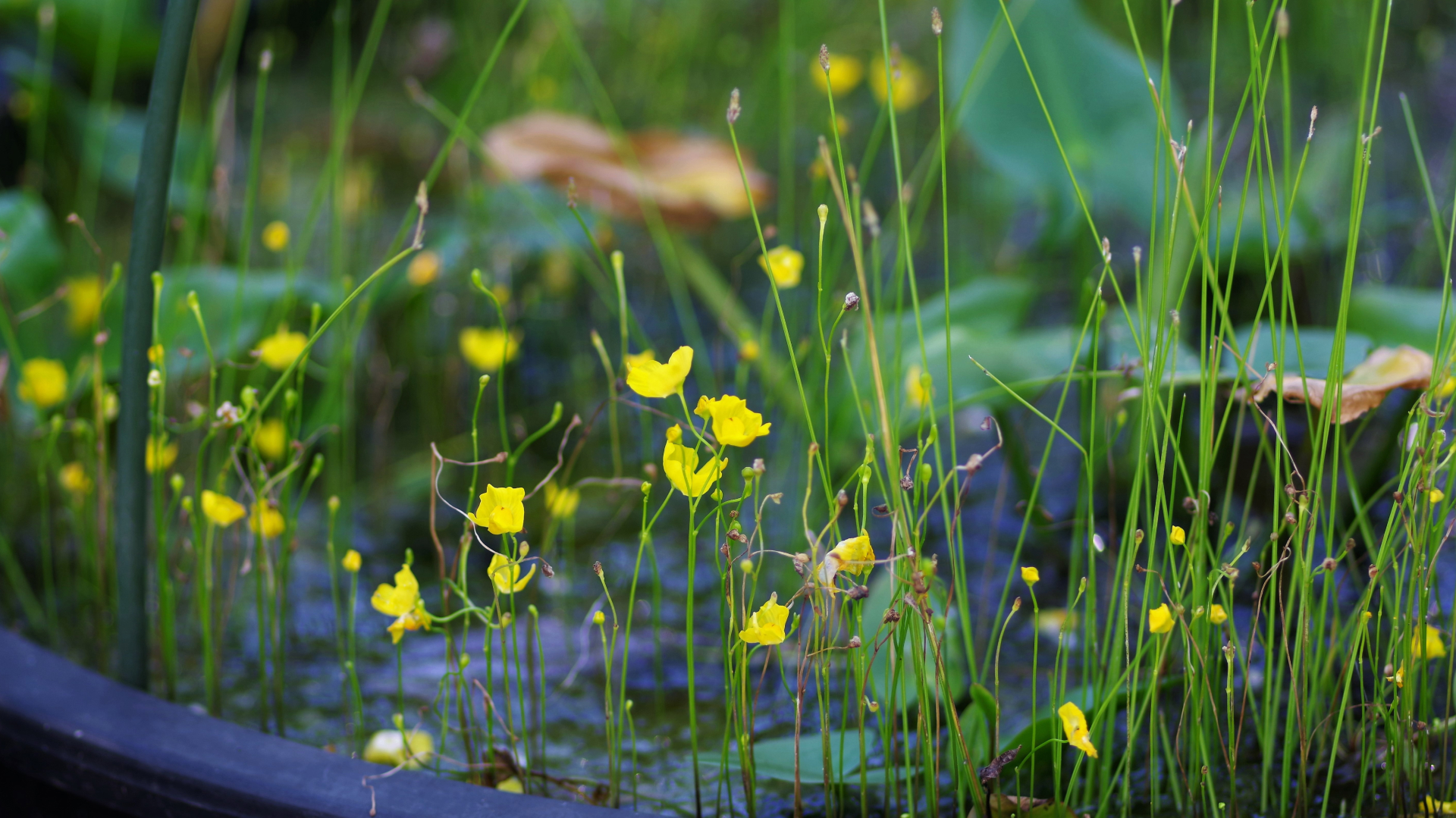 07 - ARTIGO - BIOgaleria - Utricularia gibba - 1920x1079px_02