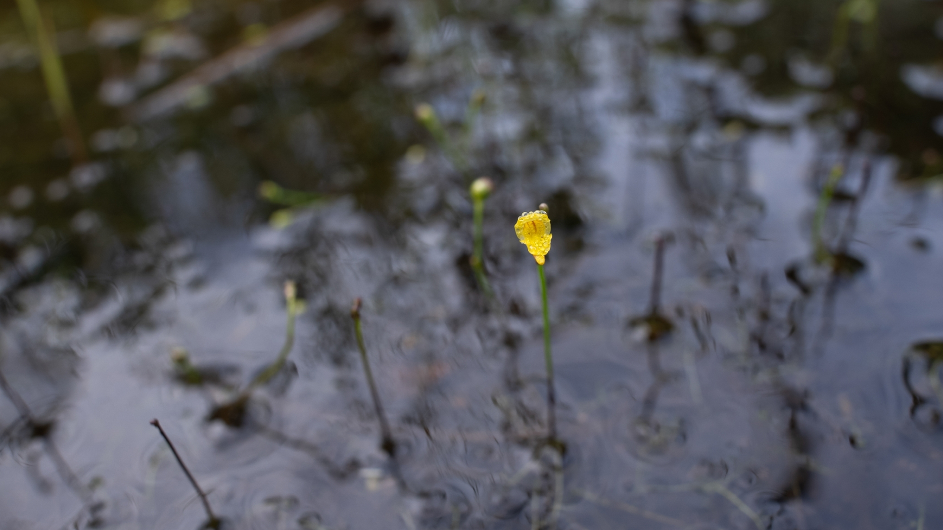 07 - ARTIGO - BIOgaleria - Utricularia gibba- 1920x1079px_03